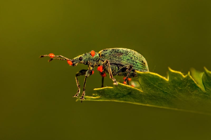 Pest Prevention